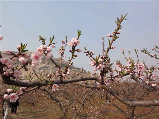 2011峄山桃花节论坛图片_邹城论坛