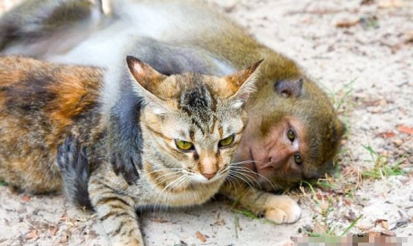猫和猴子谈恋爱