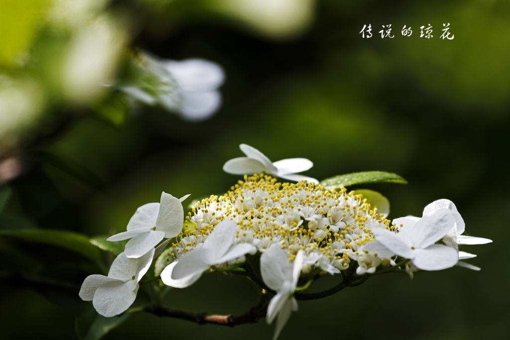 琼花