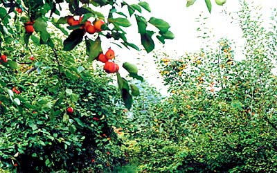 白城旅游景点