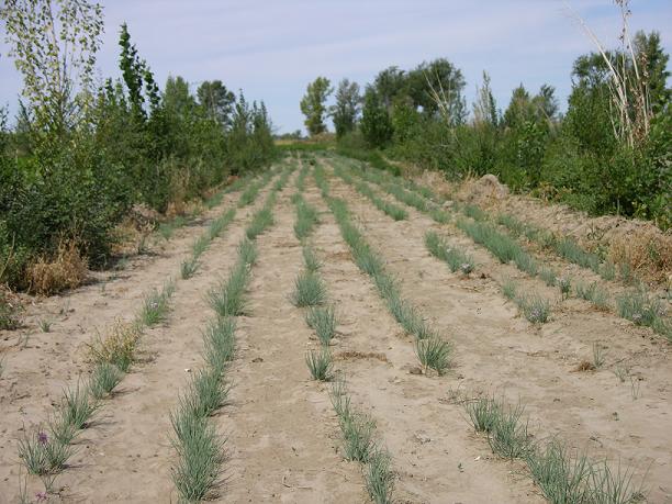 沙葱繁育种植基地