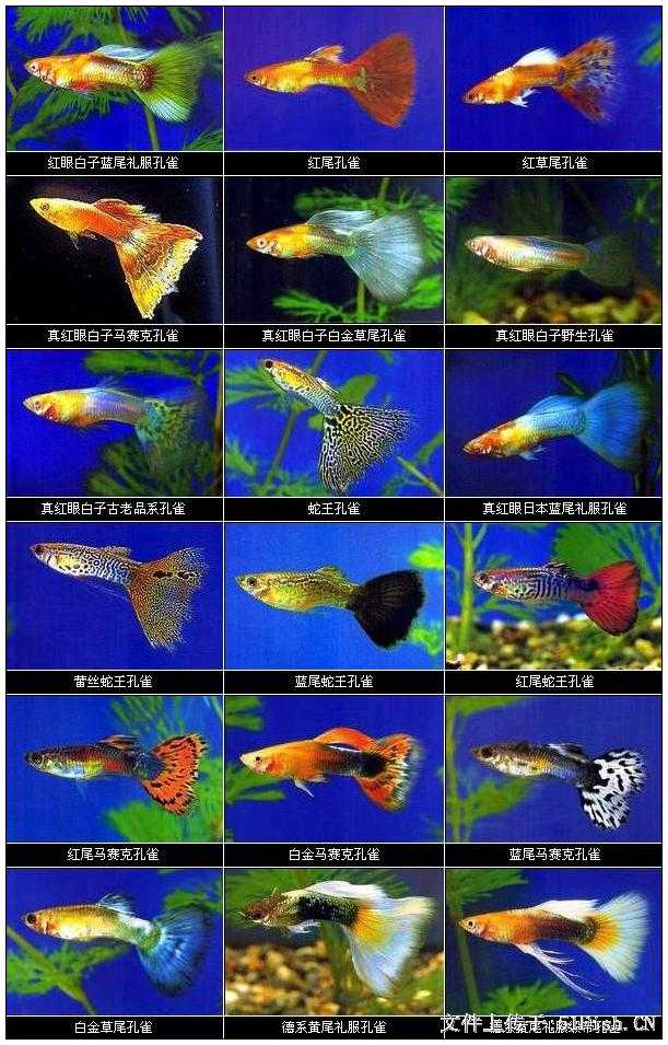 孔雀鱼精彩品种