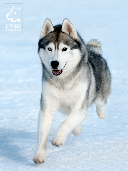 雪地狂奔——哈士奇