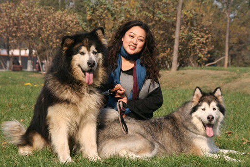 每日一犬之【阿拉斯加马拉缪特雪橇犬,阿拉斯加爱斯基摩马勒麦特犬】