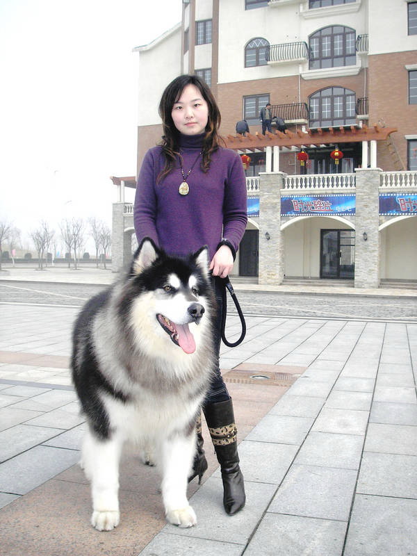 每日一犬之【阿拉斯加马拉缪特雪橇犬,阿拉斯加爱斯基摩马勒麦特犬】