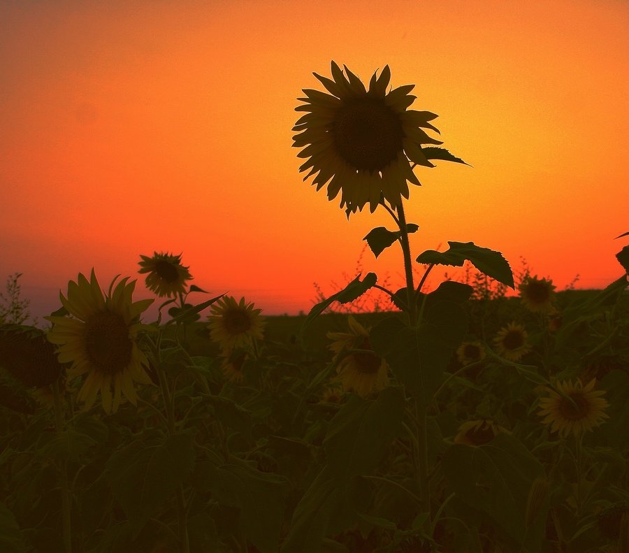 [原创]夕阳下的向日葵