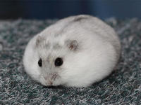 hamster):   体长:8-11cm   体重:30-45g 原产地:西伯利亚   仓鼠中最