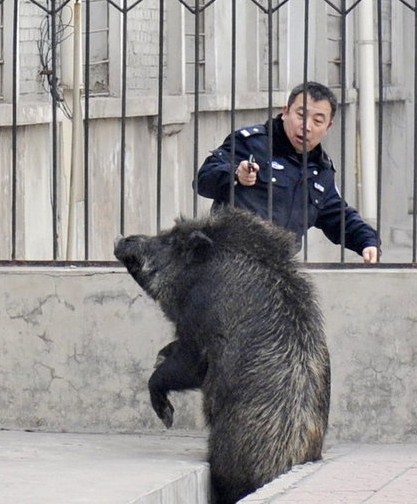 世纪大战警察大战野猪(图)