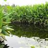 昆明泛亚国际滇池城市湿地 植物各类繁多 