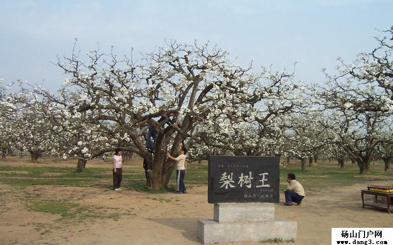 [转贴]砀山梨树王景点