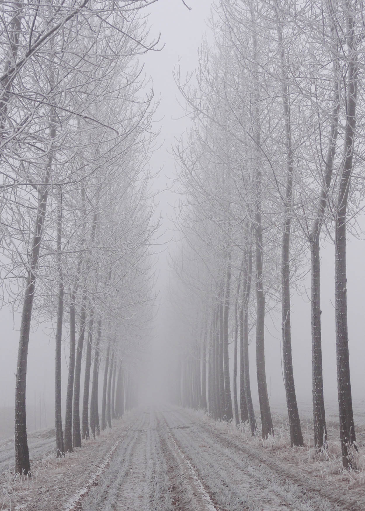 雾茫茫的郊外-中关村在线摄影论坛