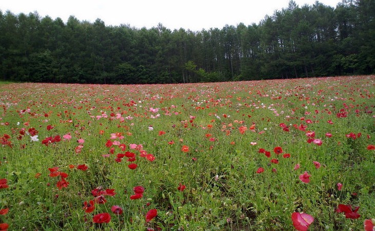 [贴图]漫山遍野的花草地,你也向往吧