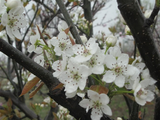 雨打梨花