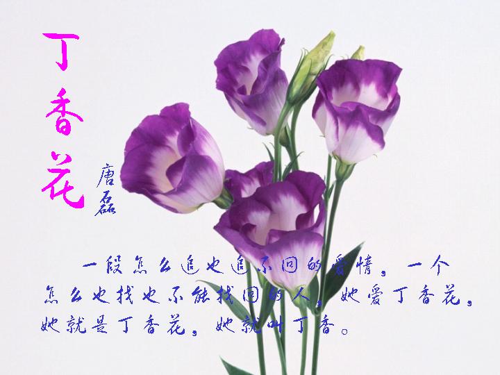 丁香花的故事