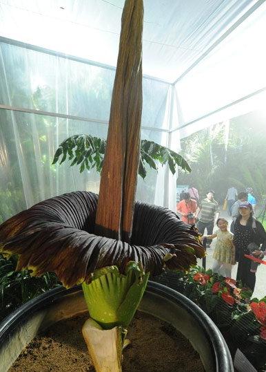 食人花巨魔芋 北京植物园巨魔芋昙花一现