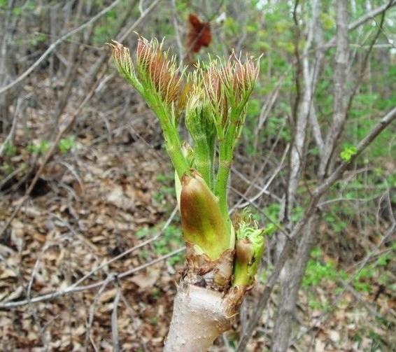 网友心情驿站 麻辣杂谈         刺嫩芽:学名辽东楤(song)木或龙芽楤