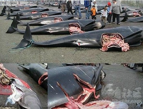 实拍日本"杀海豚节"的可怕场面