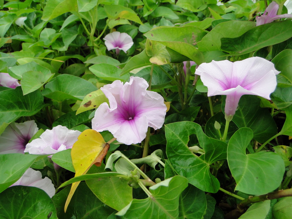 藤藤菜开花淡雅艳丽 大多数城里人没见过