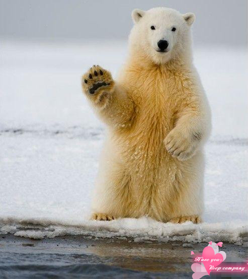 一头站在冰层上的北极熊似乎在向摄影师挥手.