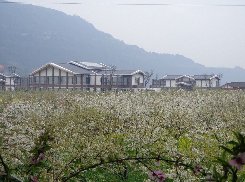 [贴图]雪梨花开—梨博园美景_声色苍溪_苍溪论坛_苍溪在线