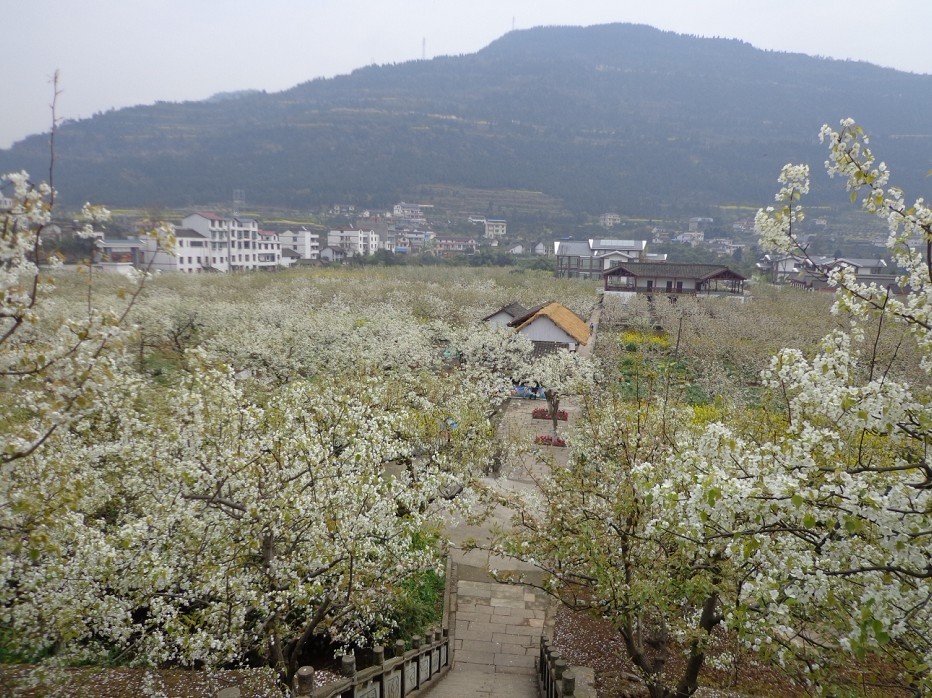 [贴图]雪梨花开——梨博园美景_声色苍溪_苍溪论坛