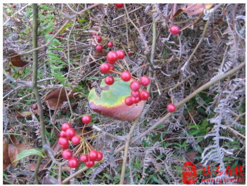 美食俱乐部 镇远特产 本地俗称狗屎梨,学名不知,秋季成熟,如果能在树