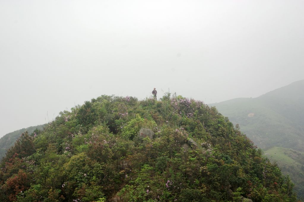 [原创]谢仙嶂的杜鹃花正盛开_关注陆川_陆川论坛_陆川