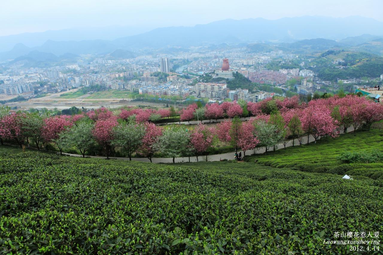 [原创]茶山樱花惹人爱_摄影天地_湄潭论坛_湄潭在线