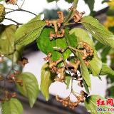 登录查看大图
