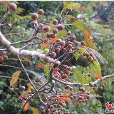 登录查看大图