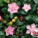 登录查看大图