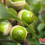 登录查看大图