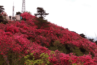 组图:2012年湖北麻城龟峰山风景区杜鹃花花期预报