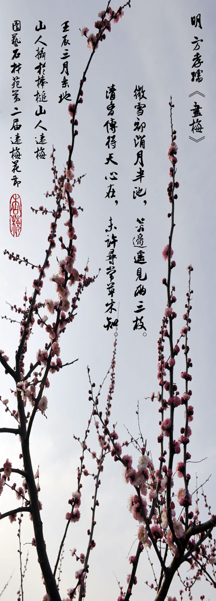 [原创]乐地壬辰三月乐地山人摄于棒槌山人辽梅园艺