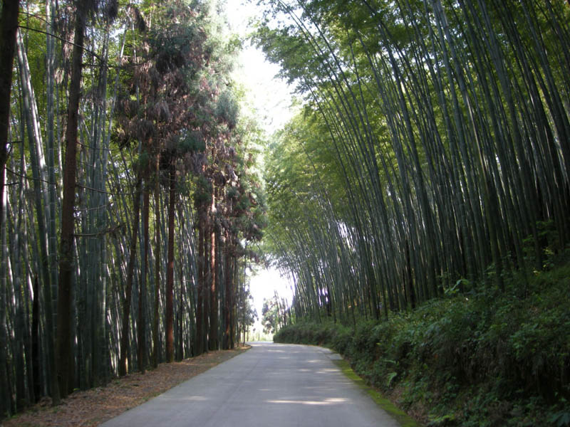 大竹五峰山森林公园(大竹竹海公园)最新图片