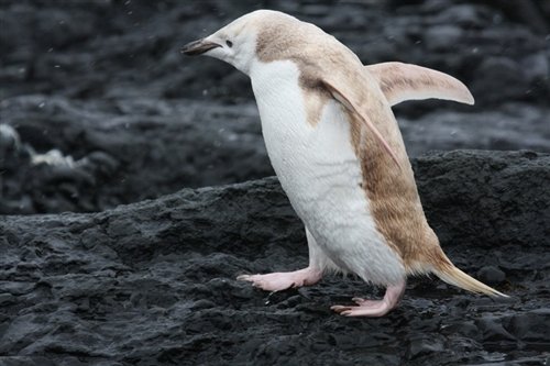 [分享]南极发现罕见白色变种企鹅
