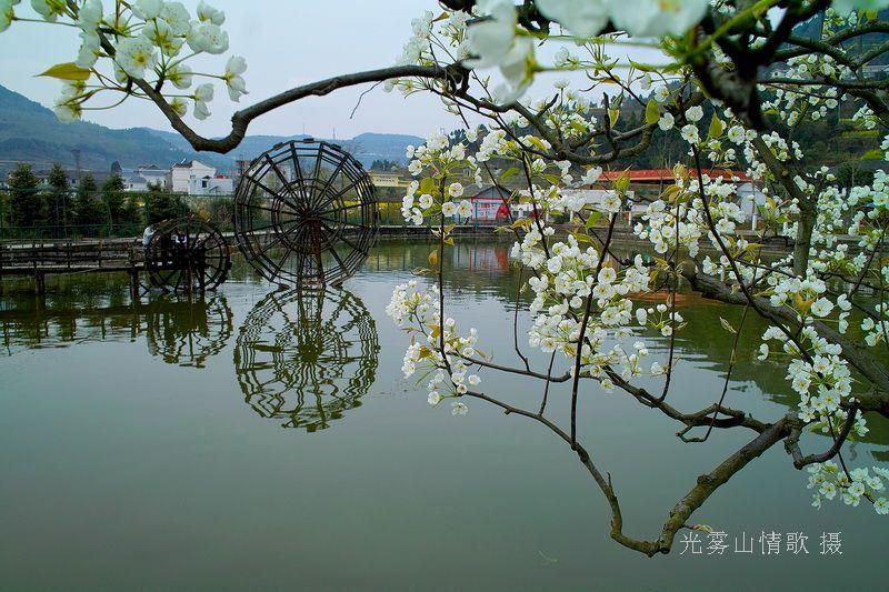 2012年第10届中国苍溪梨花节