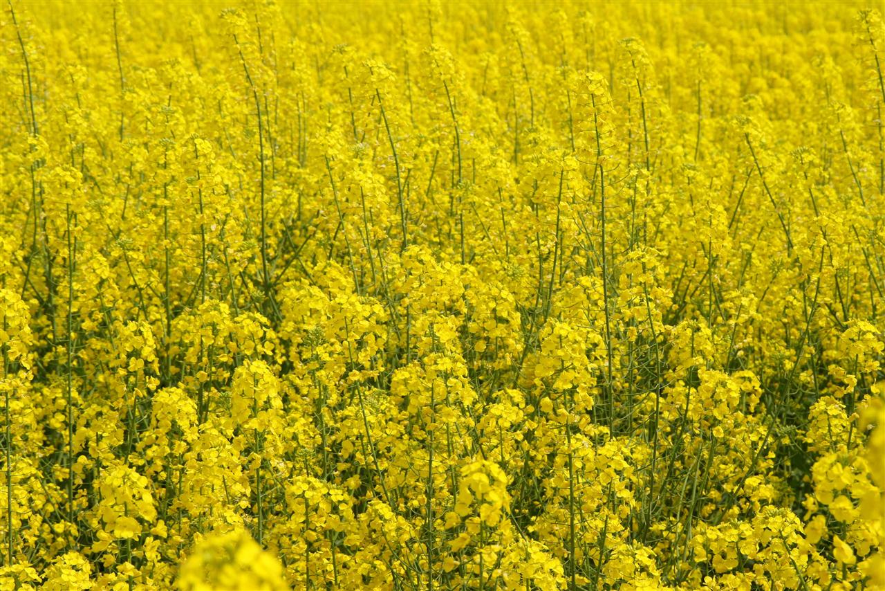 [转贴]油菜花节亮出"金堂名片"