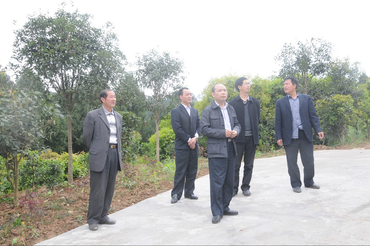 苍溪县林业局帮助基层依靠科技拓展林产业发展思路