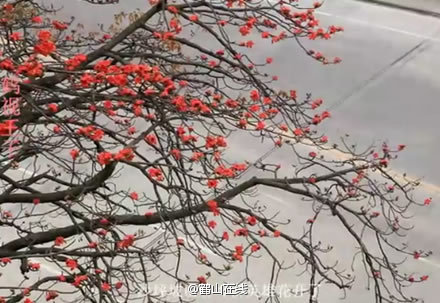 [视频]鹤山沙坪谷埠桥木棉花开图片