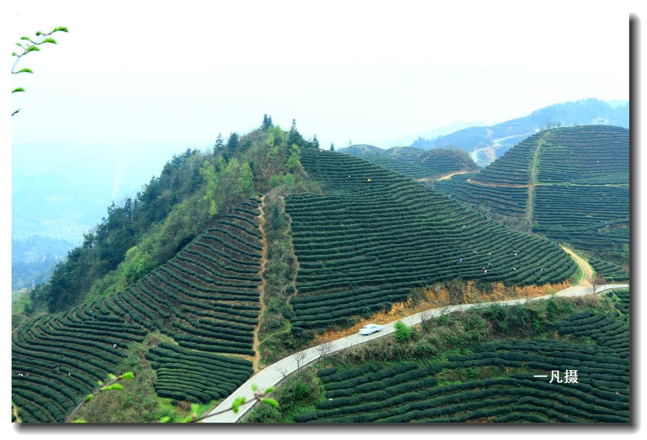 [原创]茶山,采茶人,游人(二)_摄影天地_湄潭论坛_湄潭在线