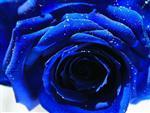 昆明-蓝色妖姬玫瑰