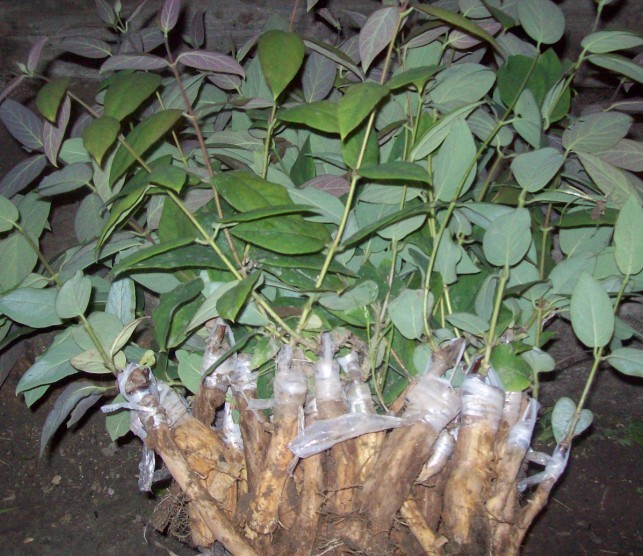 出售秀山金银花苗