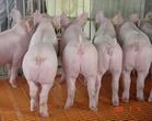 本豬場長年向外供應良種三元苗豬、出欄的仔豬及小豬仔