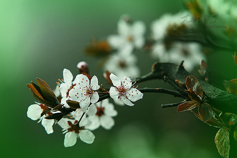 春花春草