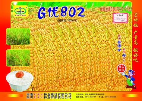 水稻杂交种——G优802