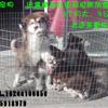 出售纯种红色阿拉斯加幼犬2个月1窝