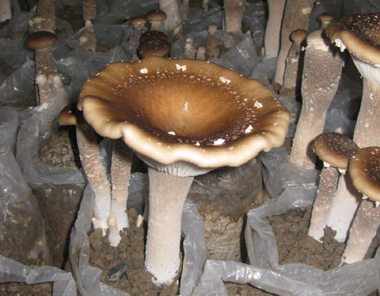 食用菌基地多種菇類產品誠邀代理,代銷機構