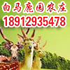 白马鹿园娱乐区
