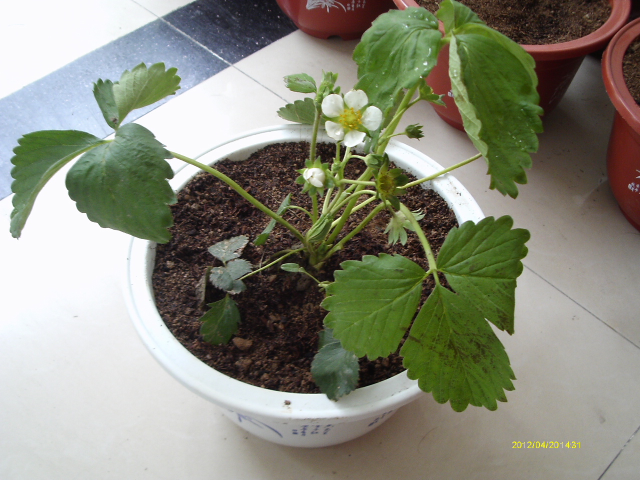 盆栽草莓,盆栽观赏蔬菜,项目加盟